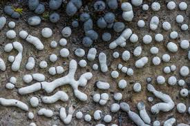 Attēlu rezultāti vaicājumam “Physarum bitectum macro”