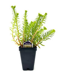 Attēlu rezultāti vaicājumam “Sedum pallidum bud”