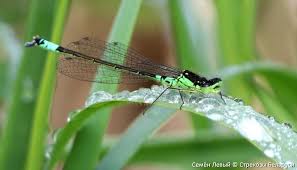 Attēlu rezultāti vaicājumam “Coenagrion armatum”