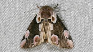 Attēlu rezultāti vaicājumam “Thyatira batis”