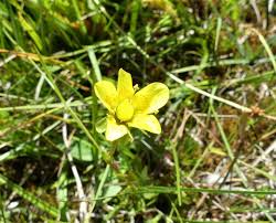 Attēlu rezultāti vaicājumam “Saxifraga hirculus”