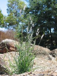 Attēlu rezultāti vaicājumam “Didymium tussilaginis sessile”