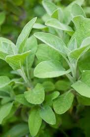 Image result for Salvie