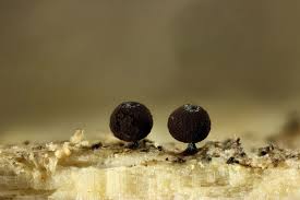 Attēlu rezultāti vaicājumam “Enerthenema papillatum”