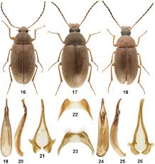 Attēlu rezultāti vaicājumam “Isomira murina”