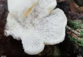 Attēlu rezultāti vaicājumam “Diderma montanum var. album macro”