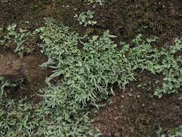 Attēlu rezultāti vaicājumam “Cladonia ramulosa”