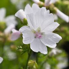 Image result for Malve