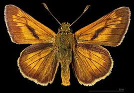 Attēlu rezultāti vaicājumam “Ochlodes sylvanus underside”