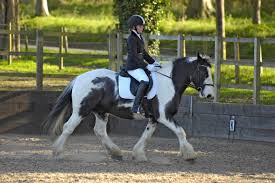 Image result for Bookham Riding School