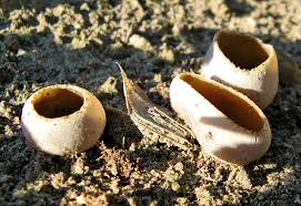 Attēlu rezultāti vaicājumam “Peziza flavida”