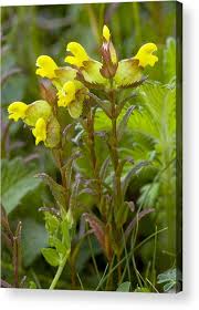 Attēlu rezultāti vaicājumam “Rhinanthus minor”