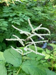 Image result for Aruncus dioicus