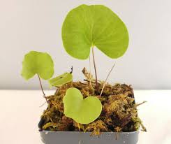 Image result for Utricularia