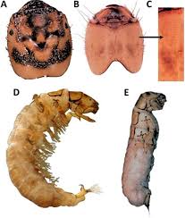 Attēlu rezultāti vaicājumam “Trichoptera egg mass”