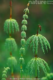 Attēlu rezultāti vaicājumam “Equisetum sylvaticum”