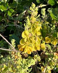 Attēlu rezultāti vaicājumam “Danthonia decumbens fruit”