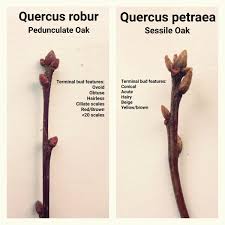 Attēlu rezultāti vaicājumam “Quercus robur bud”