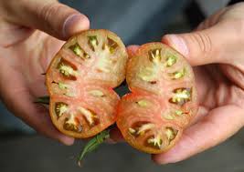 Afbeeldingsresultaat voor black sea man tomato