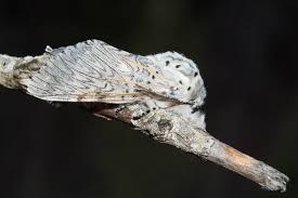 Attēlu rezultāti vaicājumam “Cerura vinula imago”