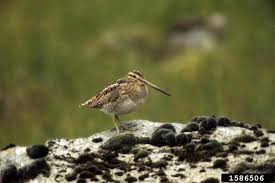 Attēlu rezultāti vaicājumam “Gallinago gallinago”