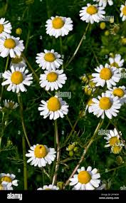 Image result for Matricaria recutita (chamomilla)