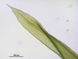 Attēlu rezultāti vaicājumam “Pohlia elongata”