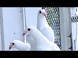 Image result for Abbeyton & Broomfield Racing Pigeons