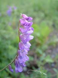 Attēlu rezultāti vaicājumam “Vicia cracca”