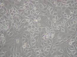 Attēlu rezultāti vaicājumam “Bryum funkii cells”