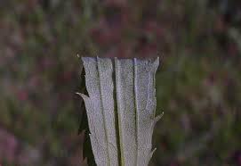 Attēlu rezultāti vaicājumam “Solidago canadensis leaf”