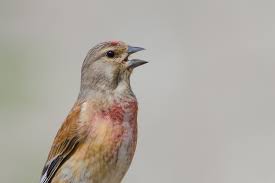 Attēlu rezultāti vaicājumam “Carduelis cannabina”