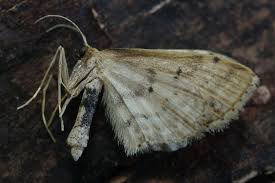 Attēlu rezultāti vaicājumam “Idaea dimidiata”