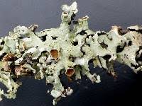 Attēlu rezultāti vaicājumam “Hypogymnia physodes”