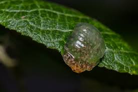 Attēlu rezultāti vaicājumam “Glyphotaelius pellucidus”