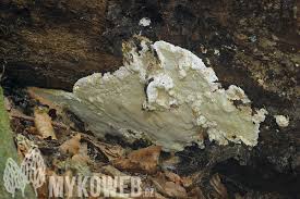 Attēlu rezultāti vaicājumam “Gloeoporus pannocinctus”