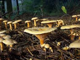 Attēlu rezultāti vaicājumam “Hygrophoropsis aurantiaca”