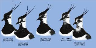 Attēlu rezultāti vaicājumam “Vanellus vanellus adult”