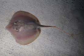 Image result for Hypanus sabinus