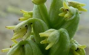 Attēlu rezultāti vaicājumam “Herminium monorchis flower”