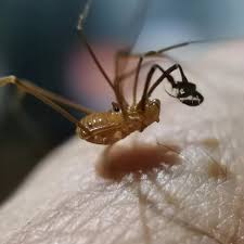 Attēlu rezultāti vaicājumam “Opiliones”