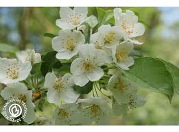 Attēlu rezultāti vaicājumam “Malus x zumi”