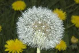 Attēlu rezultāti vaicājumam “Taraxacum officinale aggr.”