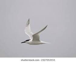 Attēlu rezultāti vaicājumam “Sterna sandvicensis”