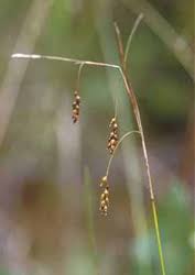 Attēlu rezultāti vaicājumam “Carex capillaris”