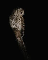 Image result for Strix aluco