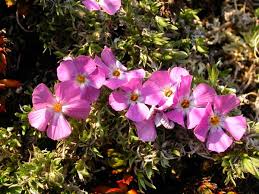 Attēlu rezultāti vaicājumam “Polemoniaceae”