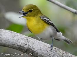 Image result for Vireo flavifrons