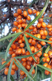 Attēlu rezultāti vaicājumam “Hippophae rhamnoides fruit”