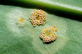 Attēlu rezultāti vaicājumam “Puccinia sessilis”